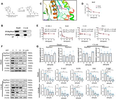 Artesunate, as an Hsp90 inhibitor, inhibits the proliferation of Burkitt’s lymphoma cells by inhibiting AKT and ERK